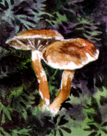 watercolor miniature painting mushrooms