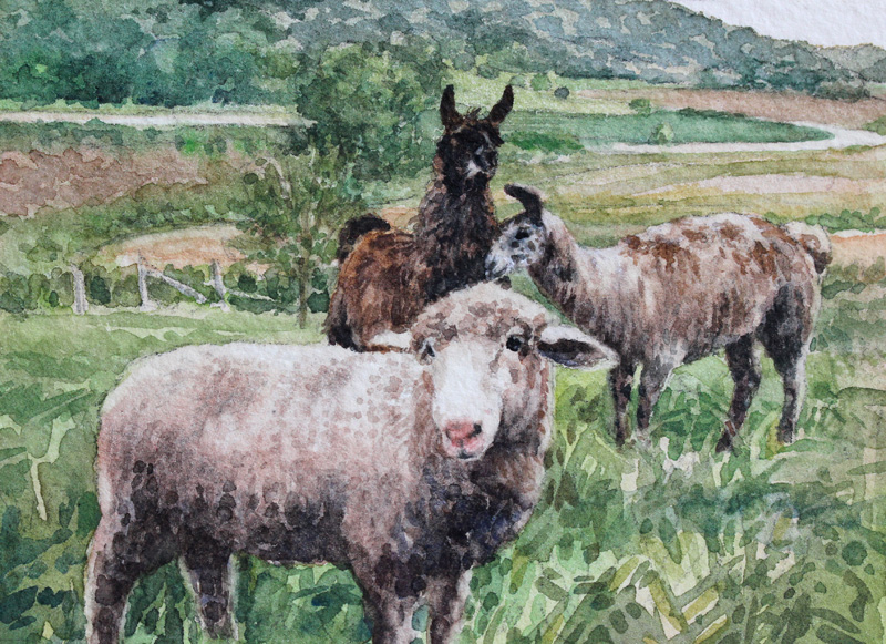 watercolor painting sheep, llamas